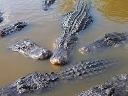 swimming alligators